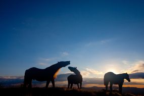 Horses