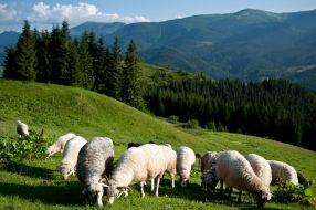 Sheeps