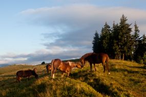 Horses