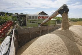 Збирання зернових