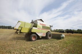 Збирання зернових