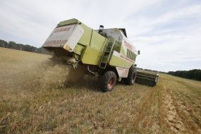 Збирання зернових