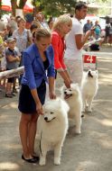 The international exhibition of dogs  "Pearl of Carpathians - 2013"