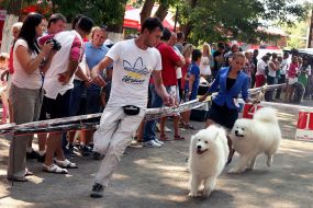 The international exhibition of dogs  "Pearl of Carpathians - 2013"