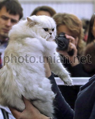 Персидский кот шиншилла