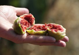 Fruits of figs