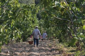Harvesting of figs