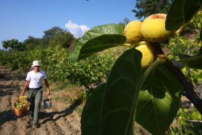 Fruits of figs