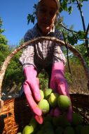 Harvesting of figs