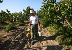 Harvesting of figs