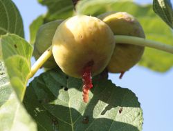 Fruits of figs