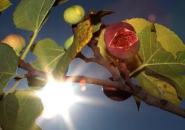 Fruits of figs