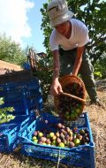 Harvesting of figs