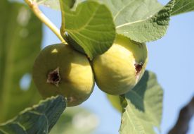 Fruits of figs