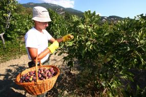 Harvesting of figs