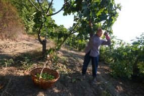 Harvesting of figs