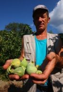 Harvesting of figs