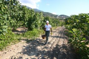 Harvesting of figs