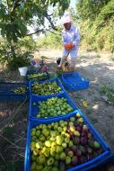 Harvesting of figs
