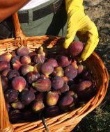 Harvesting of figs