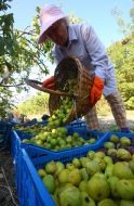 Harvesting of figs