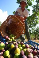 Harvesting of figs