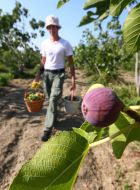 Fruits of figs