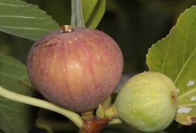 Fruits of figs
