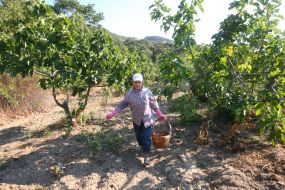 Harvesting of figs