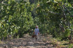 Harvesting of figs