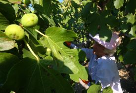 Harvesting of figs