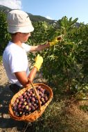 Harvesting of figs