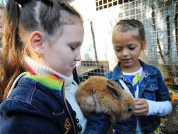 The girl holds a rabbit