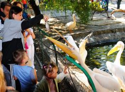 Pelicans in the Odessa zoo