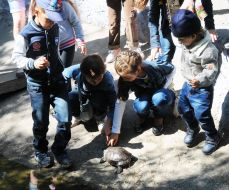 Children rassmatryvat tortoise