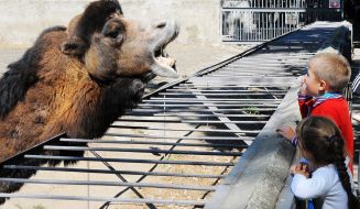 The camel in the Odessa zoo