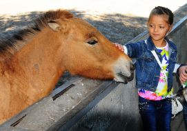 Horse  in the Odessa zoo