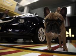 Собака породы мопс