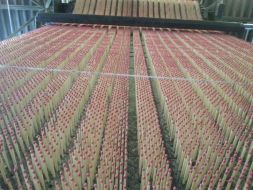 Manufacture of matches