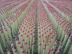 Manufacture of matches