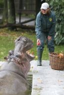 Женщина кормит бегемота