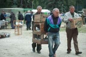 Trade fair of pigeons