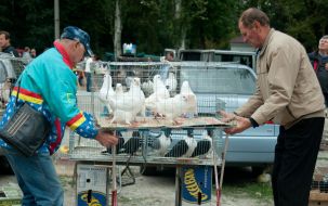Trade fair of pigeons