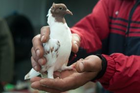 Trade fair of pigeons