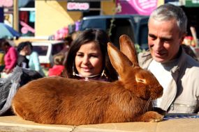 Visitors looking rabbit