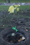 Volunteer action «Green city»