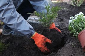 Volunteer action «Green city»
