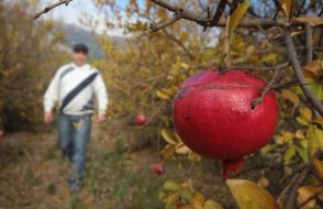 Плод граната