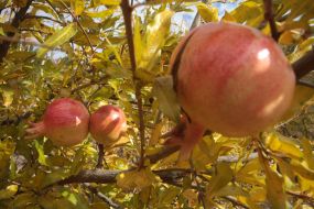 Плод граната