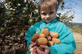 Harvesting kiwi